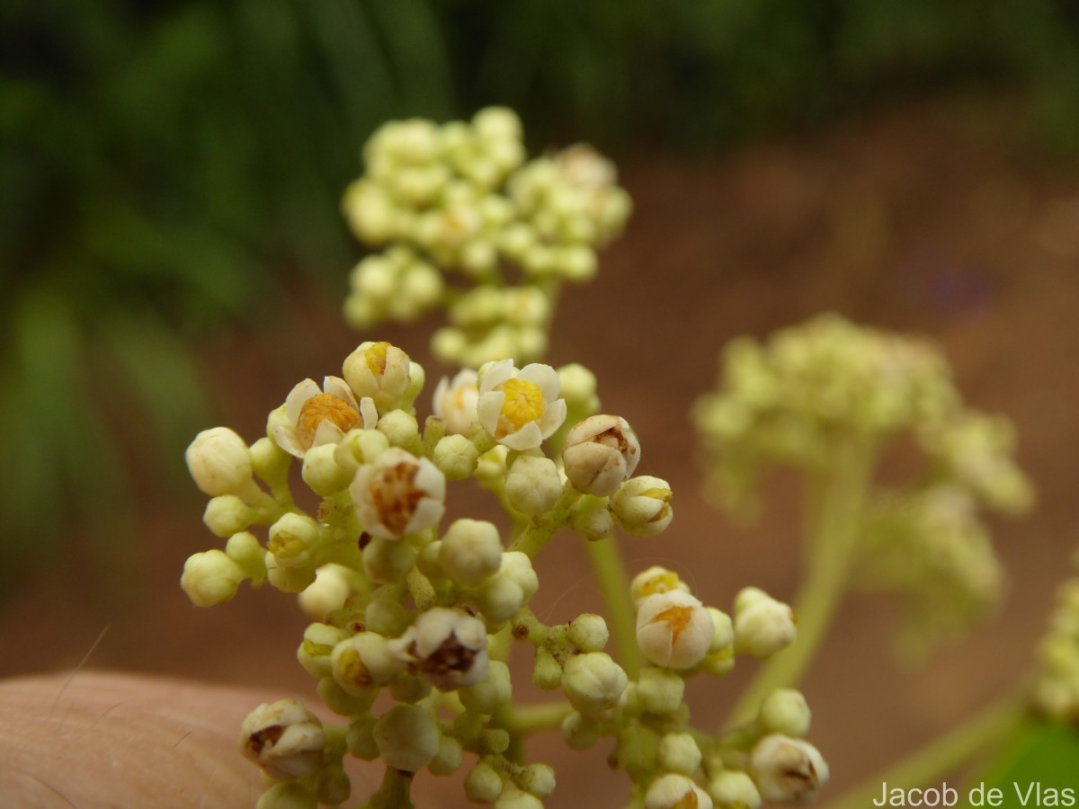 Walsura trifoliolata